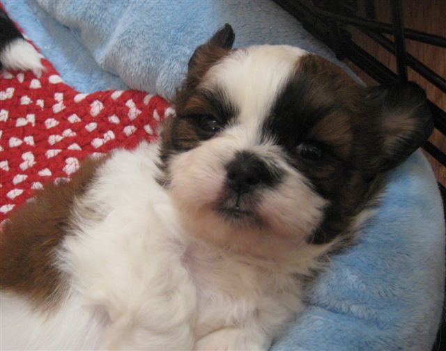 lillybits dogs