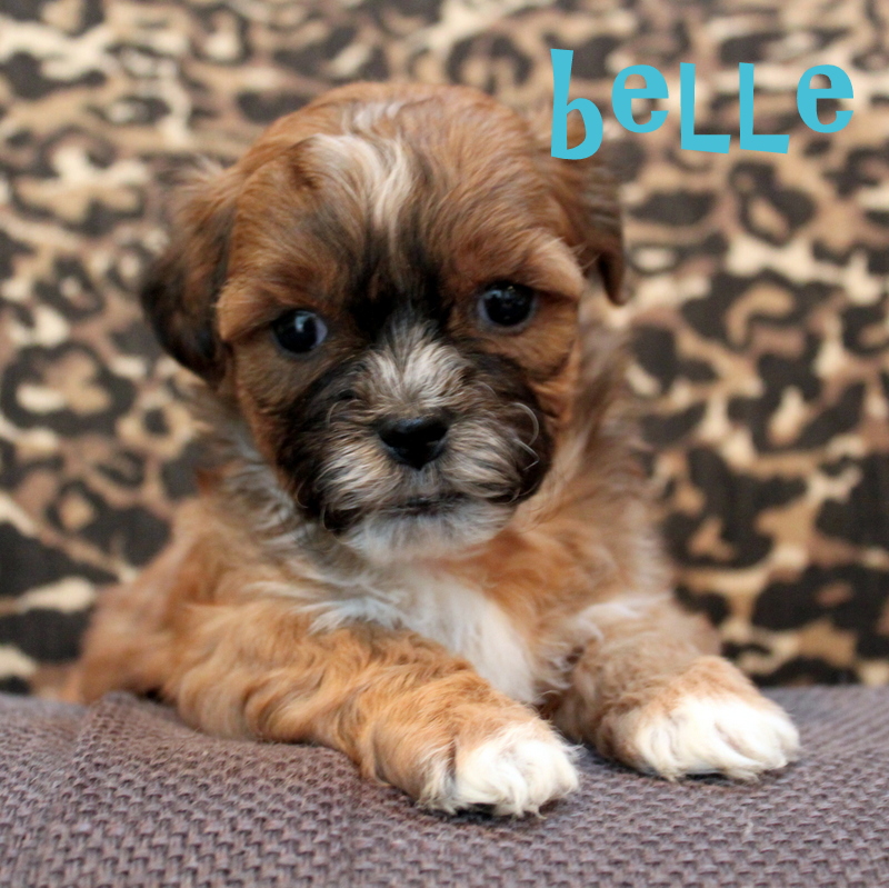lillybits dogs