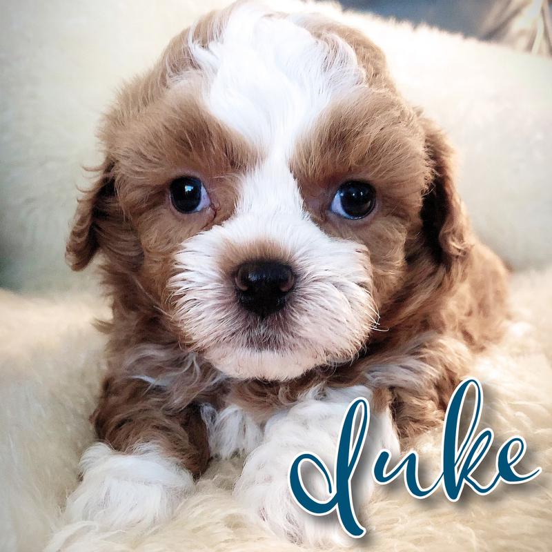 lillybits dogs